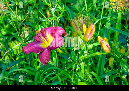 Vue d'une plante rouge et jaune de lilly dans un jardin Banque D'Images