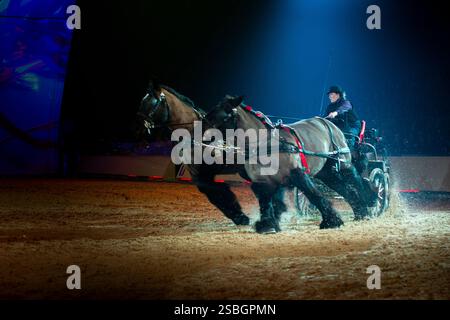 Elise Roméo présente son spectacle « l'équilibre des forces ». Ce numéro de dressage rassemble autour d'Elise Roméo des races françaises de chevaux lourds (Boulonnais, Ardennes, Comtois, Draft Breton, Auxois, projet Poitevin Mulassier, projet Percheron du Nord). Elle vous invite à dépoussiérer des idées préconçues avec notamment son étalon Cob Normand et sa mule « Juju », à l’exposition Park d’Avignon le 26 janvier 2025. Photo de Cyrille Bernard/ABACAPRESS. COM Banque D'Images