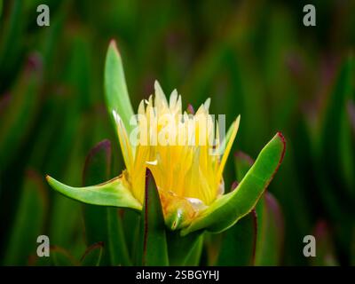 Fleur d'une fleur jaune de midi (Carpobrotus edulis), également connue sous le nom de figue de cheval ou doigt de sorcière. Prise près de Ponta do sol sur la côte ouest de M. Banque D'Images