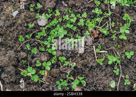 Le trèfle blanc rampant pousse dans le lit de jardin Banque D'Images