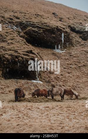 Chevaux islandais qui paissent dans un paysage enneigé à flanc de colline, dans le sud de l'Islande. Banque D'Images