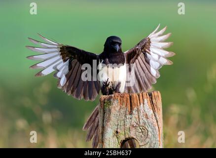 Une Magpie, (Pica pica), également connue sous le nom de Magpie eurasienne, déploie ses ailes alors qu'elle atterrit sur un vieux poteau de clôture Banque D'Images