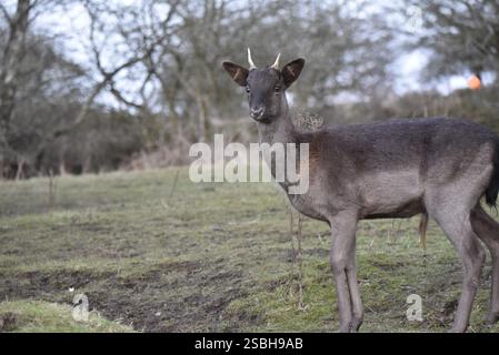 Gros plan Portrait d'un cerf en jachère juvénile (Dama dama) avec des fourrures courtes, dans le profil gauche avec la tête tournée vers la caméra, à droite de l'image, Royaume-Uni Banque D'Images