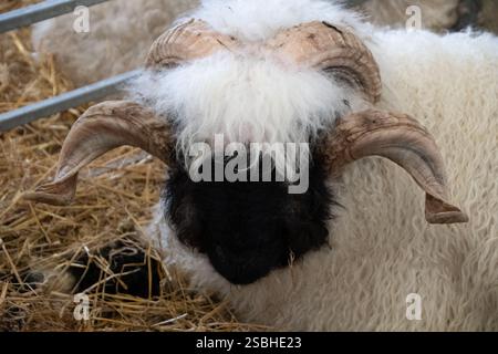 Mouton noir du Valais The Great Yorkshire Show, Angleterre Banque D'Images