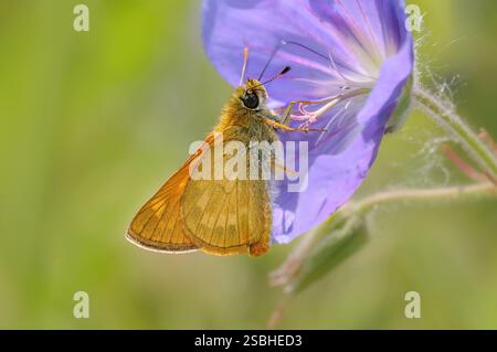 Un grand skipper, Ochlodes sylvanus, dessous, le papillon se nourrissant de nectar d'un géranium de crane à fleurs bleu-violet, Allemagne Banque D'Images
