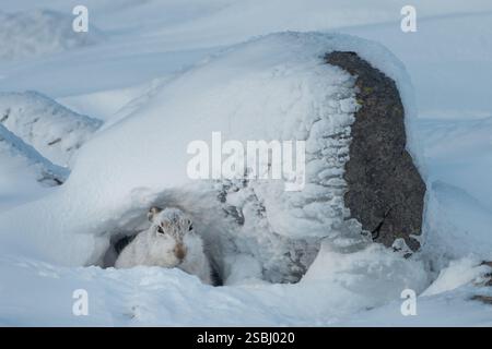Lièvre de montagne (Lepus timidus) reposant sur une colline enneigée, Glenshee, Cairngorms, Écosse Banque D'Images