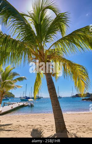 Plage tropicale pittoresque avec palmiers, voiliers et quai en bois dans le port anglais, Antigua. Banque D'Images