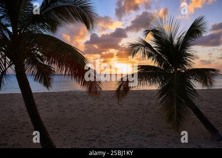 Plage tropicale coucher de soleil avec des palmiers Silhouette et Horizon dynamique dans les Caraïbes. Banque D'Images