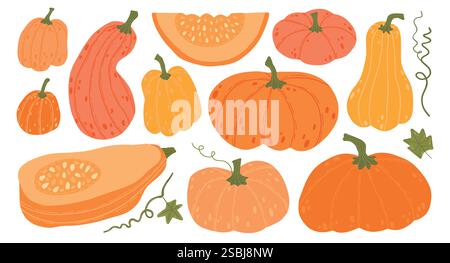 Une collection de citrouilles et de courges colorées de différentes formes et tailles, y compris des morceaux entiers et tranchés, illustrés de tiges et de feuilles Illustration de Vecteur
