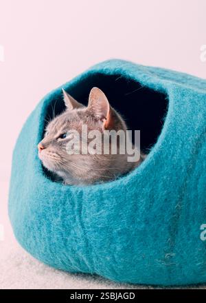Siamese tabby mix chat à l'intérieur d'un lit de caverne de chat feutre turquoise confortable. Fond blanc neutre, fourrure douce, yeux bleus, col papillon. Banque D'Images