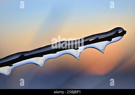 Épaisse couche de glace et de glaçons sur les branches après la pluie verglaçante, armure Icy et glaçons sur les branches après la pluie verglaçante Banque D'Images