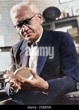 Alexander Fleming (6 août 1881 - 11 mars 1955) était un biologiste et pharmacologue écossais. Il a écrit de nombreux articles sur la bactériologie, l'immunologie et la chimiothérapie. Ses découvertes les plus connues sont la découverte de l'enzyme lysozyme et de la substance antibiotique pénicilline de la moisissure Penicillium notatum, pour laquelle il a partagé le prix Nobel de physiologie ou médecine (1945) avec Howard Florey et Ernst Boris Chain. La découverte accidentelle et l'isolement de la pénicilline par Fleming ont marqué le début des antibiotiques modernes. Banque D'Images