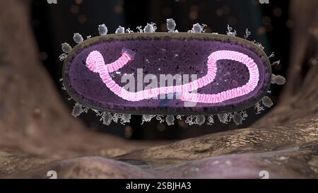 Virus respiratoire syncytial (VRS) en coupe transversale atterrissant à la surface d'une cellule endothéliale respiratoire humaine. L'ARN simple brin (rose brillant/colorisé) est montré enroulé autour d'un noyau de protéine nucléaire coiffé par de grandes protéines L. Les protéines M2-1 et M tapissent l'intérieur du virion et les protéines F et G peuplent la surface externe du virion. Les protéines F sont représentées par des structures semblables à des baguettes de tambour et les protéines G sont représentées par des structures tubulaires emmêlées. Banque D'Images