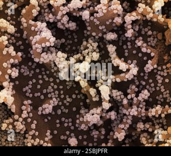 Micrographie électronique à balayage colorisé d'une cellule (brune) fortement infectée par des particules du virus SARS-CoV-2 (de couleur claire), isolée d'un échantillon de patient. Image capturée au NIAID Integrated Research Facility (IRF) à Fort Detrick, Maryland. Banque D'Images