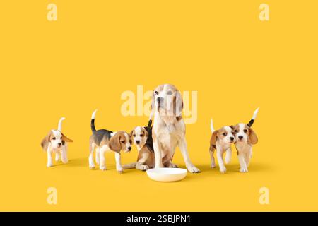 Chien Beagle mignon avec chiots et bol de nourriture sur fond jaune Banque D'Images