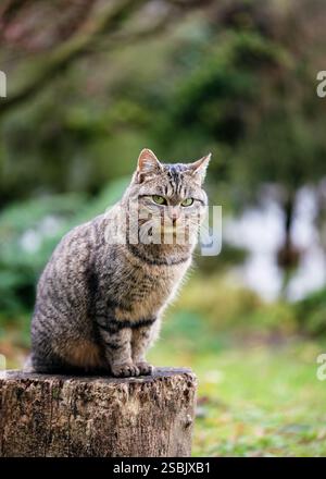 Adorable chat tabby assis sur un vieux tronc d'arbre et curieusement regardant dans un jardin de printemps de chalet de campagne. (Felis catus) foyer sélectif. Banque D'Images