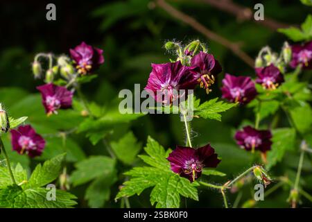 Fleurs pourpres et rouges de Geranium phaeum Samobor dans le jardin de printemps. Banque D'Images