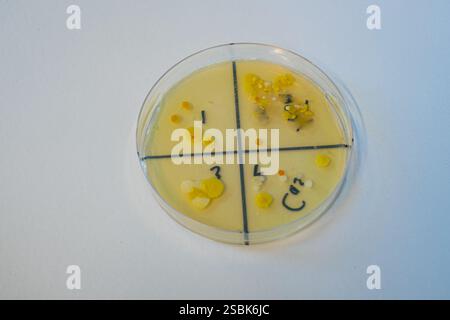Milieu gélosé où les bactéries ont été cultivées dans quatre compartiments. Utilisé en classe de biologie au lycée Banque D'Images
