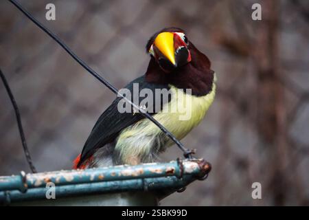 Gros plan d'un toucan aracari vert, oiseau exotique coloré du bassin amazonien, assis sur un bol d'alimentation avec une tête inclinée Banque D'Images