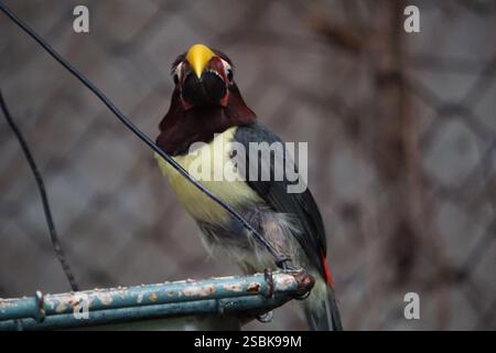 Gros plan d'un toucan aracari vert, oiseau exotique coloré du bassin amazonien, assis sur un bol d'alimentation Banque D'Images