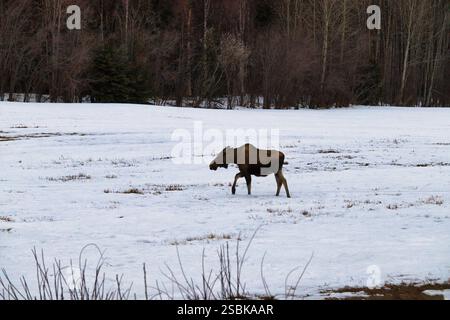 Bébé orignal marchant dans un champ enneigé mangeant des plantes avec des arbres en arrière-plan un jour froid de printemps près de Delta Junction, Alaska. Banque D'Images