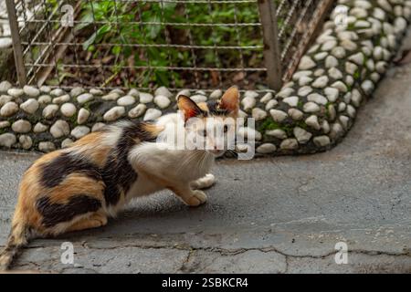 Goiânia GOIAS BRÉSIL - 03 FÉVRIER 2025 : un chat tricolore au pied d'un arbre, regardant en arrière. Banque D'Images