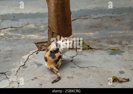 Goiânia GOIAS BRÉSIL - 03 FÉVRIER 2025 : un chat tricolore au pied d'un arbre, regardant en arrière. Banque D'Images