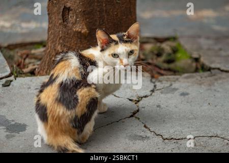 Goiânia GOIAS BRÉSIL - 03 FÉVRIER 2025 : un chat tricolore au pied d'un arbre, regardant en arrière. Banque D'Images