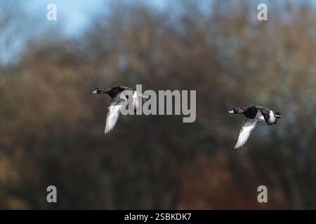 Canard touffeté, Aythya fuligula, paire d'oiseaux en vol au-dessus des marais d'hiver Banque D'Images
