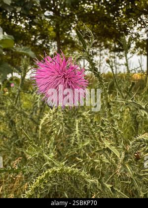 Gros plan d'une fleur de chardon rose dans la nature Banque D'Images
