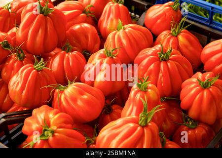 Étalage de tomates à coeur de bœuf (Solanum lycopersicum) en vente sur un marché du centre de Turin, Italie. Souvent utilisées en cuisine, les tomates Oxheart fonctionnent bien dans la sauce tomate. Parfois appelé tomates cœur de boeuf Banque D'Images