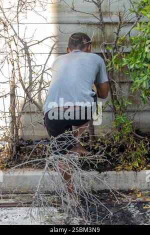 Un homme pieds nus essaie de tirer un arbre hors du sol Banque D'Images
