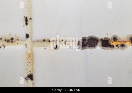 Moisissure de champignon noir poussant sur le mur de la salle de bain Banque D'Images
