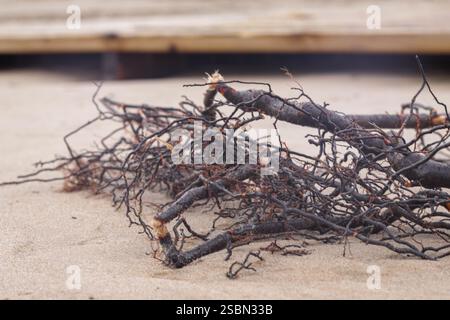 une grande quantité de racines tordues ensemble et reposant sur une base sablonneuse sous une structure en bois. Banque D'Images