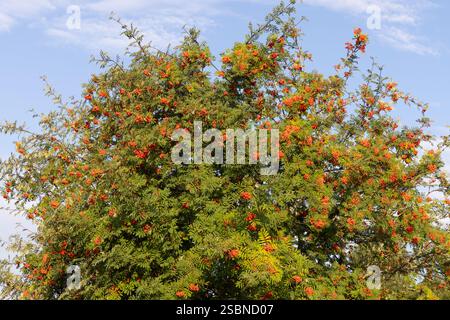 Arbre de Rowan, Sorbus aucuparia, avec des canneberges contre le ciel bleu au début de l'automne à Raasepori, sud-ouest de la Finlande Banque D'Images