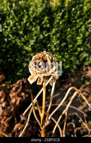 Tête de fleur morte en hiver Banque D'Images