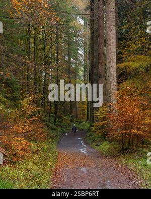 Une femme promenant un petit chien à travers les sapins Douglas à l'Hermitage, Perthshire, Écosse Banque D'Images