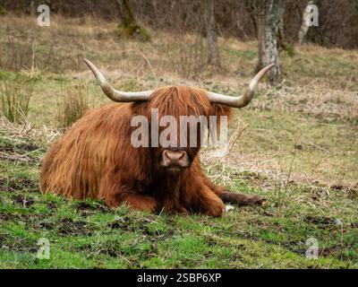 Vache Highland avec de grandes cornes reposant sur le sol. Glen Urquhart, Highland, Écosse Banque D'Images