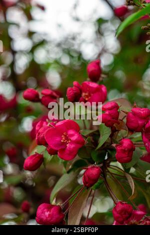Vue sur les fleurs rouges d'un pommier. Macro photo de fleurs de pomme. Banque D'Images