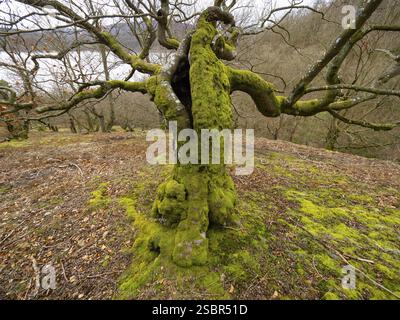 Hêtre (Fagus sylvatica), un vieil arbre noueux, couvert de mousse, dans le parc national de Kellerwald, en hiver, Hesse du Nord, Allemagne, Europe Banque D'Images
