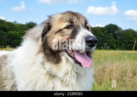 Beau chien de montagne des Pyrénées dans le paysage verdoyant de la campagne, c'est une race de chien de berger. Banque D'Images