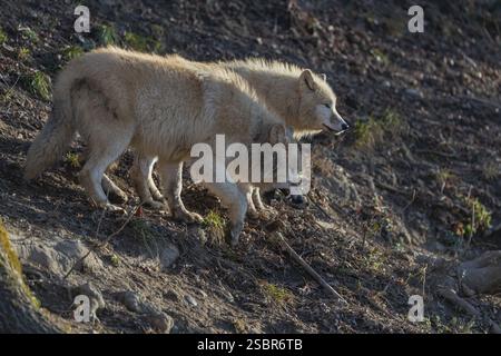 Deux loups arctiques adultes (Canis lupus arctos) debout dans une forêt sur un sol vallonné. Rétroéclairage Banque D'Images