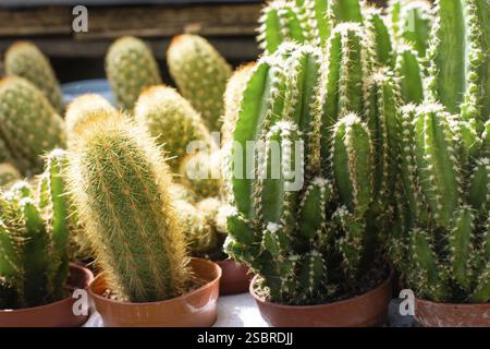 Usine de maison de cactus en pot dans un petit pot en plastique Banque D'Images
