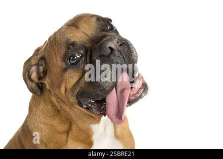 Boxer adulte de fond blanc, plan studio Banque D'Images