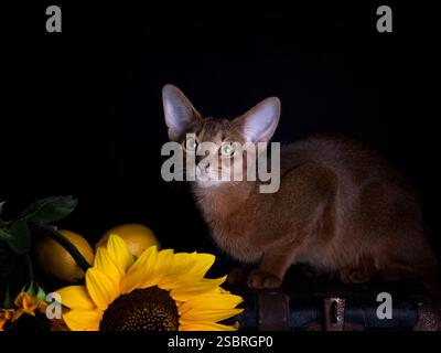 Un jeune chaton abyssinien curieux assis dans un sac en papier. Portrait félin adorable et ludique. Banque D'Images