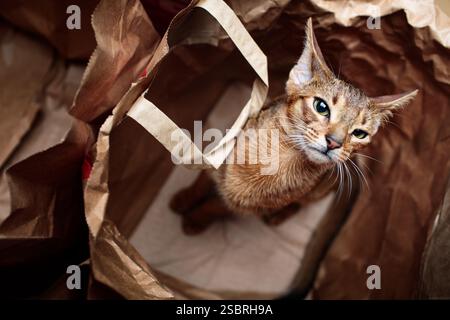 Un jeune chaton abyssinien curieux assis dans un sac en papier. Portrait félin adorable et ludique. Banque D'Images