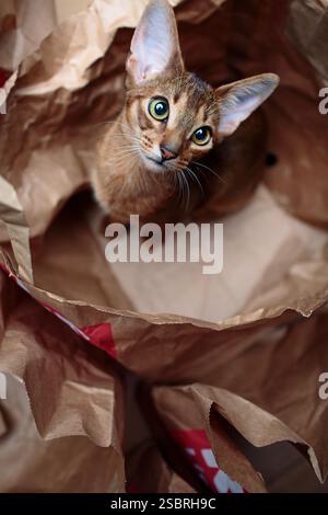 Un jeune chaton abyssinien curieux assis dans un sac en papier. Portrait félin adorable et ludique. Banque D'Images
