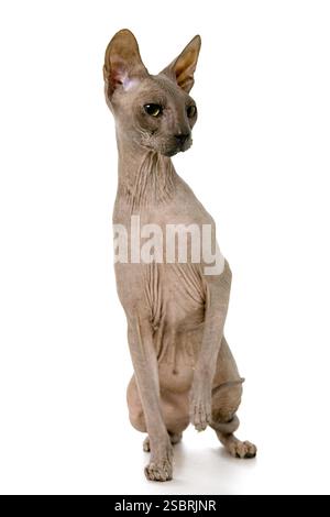 Don Sphyncat chat, isolé sur fond blanc Banque D'Images