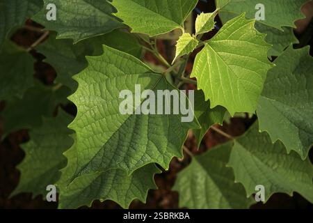 Plante médicinale ayurvédique nom scientifique gmelia arborea roxb, nom botanique verbenaceae, nom anglais coomb teck Banque D'Images