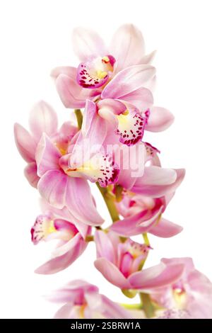 Orchidée rose douce sur un fond clair Banque D'Images